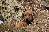 RODESIAN RIDGEBACK 089